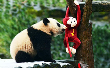 Les pandas géants participent aussi aux célébrations de la Fête du Printemps