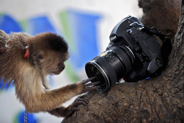 Photos - Des singes sur le terrain de sport