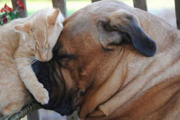 Photos - L'amitié entre les animaux