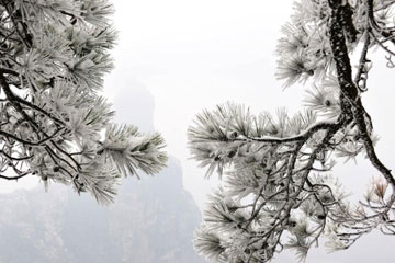 Le site de Shenxianju sous la neige, beau comme une peinture à l'encre chinoise