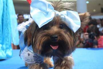 Photos: carnaval du concours de costumes de chien au Brésil