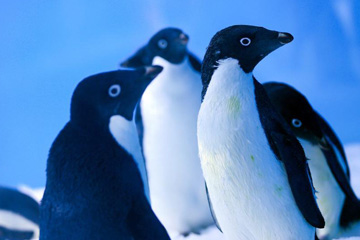 Les « Pingouins de Madagascar » en vrai à Chongqing !