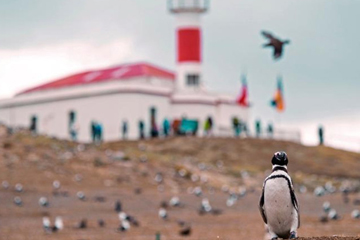 Au Chili, des milliers de pingouins se reproduisent sur l' le Magdalena