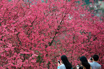 Les sakuras rouges en pleine floraison au Guangdong