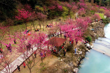 A Fuzhou, les fleurs de cerisier s'épanouissent !