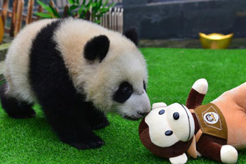 Galerie : comment les bébés pandas passent la fête du Printemps