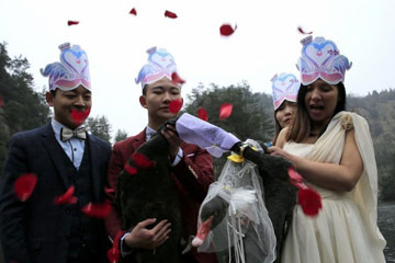 Cérémonie de mariage d'un couple de cygnes en Chine