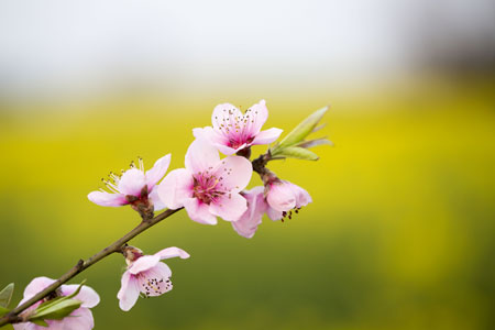 EN IMAGES: Beaux paysages du printemps en Chine