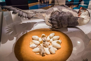 EN IMAGES: L'exposition "Dinosaurs Among Us" à New York