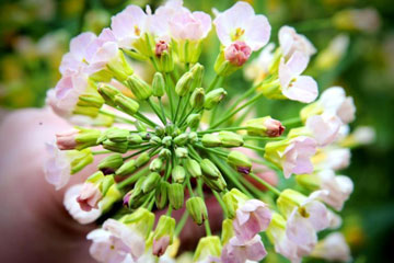 Sichuan : les fleurs de colza sont désormais multicolores !