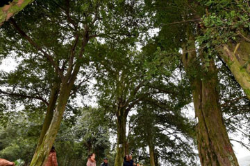 Des arbres de plus de 900 ans découverts au Hunan