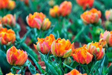 Des tulipes de toutes les couleurs dans le jardin botanique du Hunan
