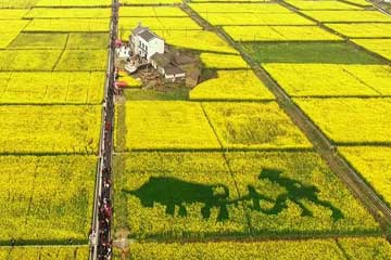 EN IMAGES: Paysages de fleurs de colza en Chine
