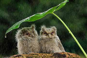 Deux petits-ducs à l'abri de la pluie sous une feuille