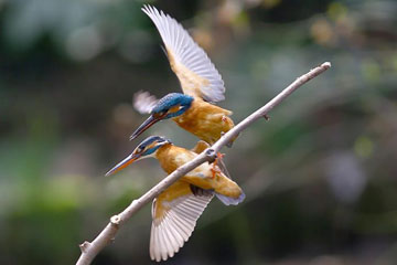 Photos - De beaux oiseaux à Changzhou en Chine