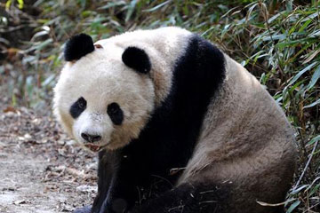 Photos: panda de Qinling à l'état sauvage