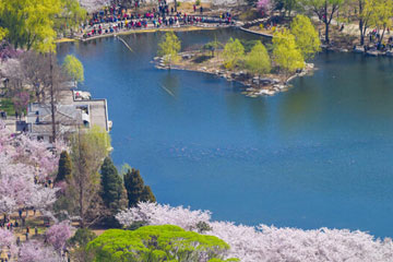 Beijing : les cerisiers du parc Yuyuantan sont en fleur !