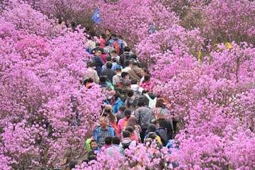 Azalées en pleine floraison à Qingdao