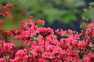 Chine : floraison des azalées au Guizhou