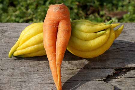 Une carotte qui montre ses jambes