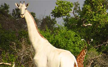 Une girafe blanche au Kenya