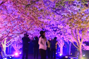 Photos - La beauté de fleurs de cerisier dans la soirée à Dalian