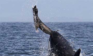 Un orque propulse un phoque dans le ciel!