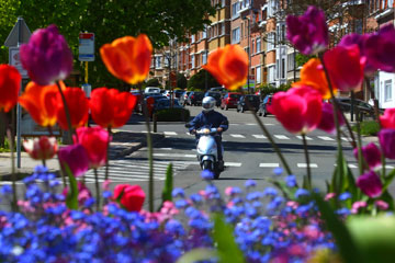Des fleurs s'épanouissent à Bruxelles