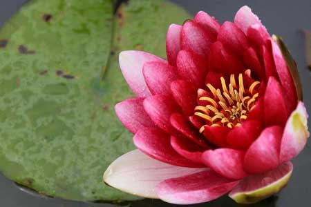 EN IMAGES: la beauté de lotus