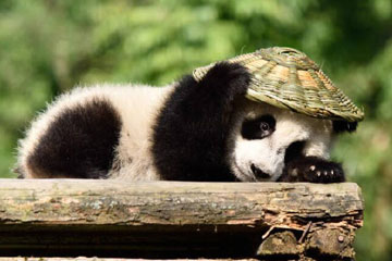 Kung Fu Panda : découvrez Po dans la vraie vie