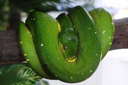 Découvrez un musée de serpents à Bangkok