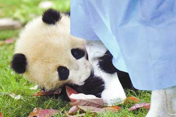 Elever des pandas, un travail éreintant
