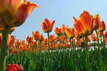 Jilin : plongez dans un océan de tulipes à Changchun