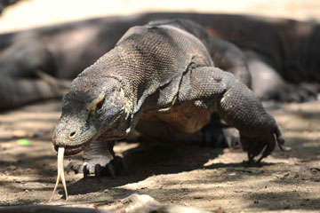 Les dragons de Komodo en Indonésie