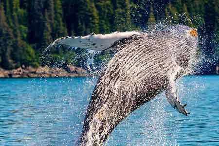 Photos superbes : Une baleine de 30 tonnes saute hors de l'eau