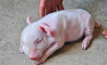 Sichuan: un cochon à deux tête