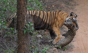 Un tigre tue un léopard en Inde