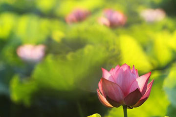Lotus au solstice d'été en Chine
