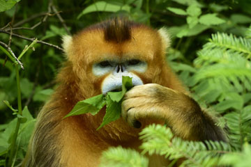 Chine: d'adorables singes dorés à Shennongjia