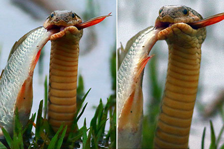 Un poisson pris par un serpent en photos