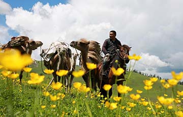 Les bergers tranfèrent le bétail dans les pâturages d'été au Xinjiang