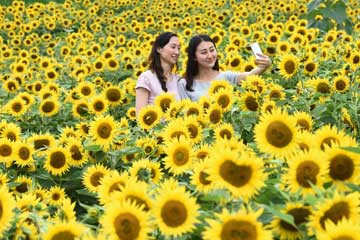 Photos - Des fleurs s'épanouissent au Yunnan
