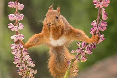 Des écureuils adorables sous l'objectif de l'artiste photographe Geert Weggen