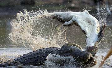 Combat entre deux crocodiles