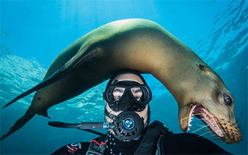 Prendre un selfie avec un lion de mer