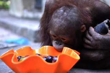 Des animaux mangent des fruits glacés pour se rafraîchir dans un zoo de Chongqing