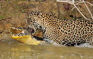 Un jaguar attaque un crocodile