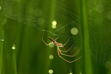 EN IMAGES: Une araignée tisse sa toile
