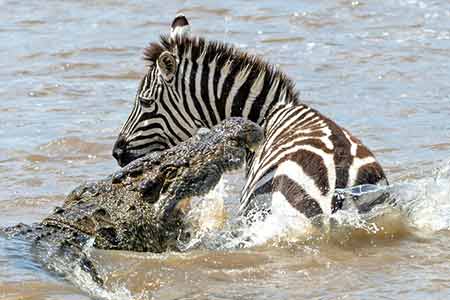 Photos : un zèbre attaqué par un crocodile dans une rivière du Kenya