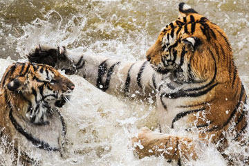 Photos - Des tigres de Sibérie au Heilongjiang